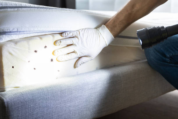 Best Commercial Pest Control Services  in Montana City, MT